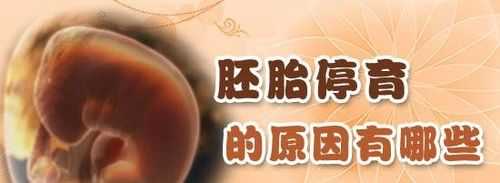 胎儿停育原因(胚胎停育是什么意思?什么原因会导致胚胎停) 第3张 胎儿停育原因(胚胎停育是什么意思?什么原因会导致胚胎停) 第3张