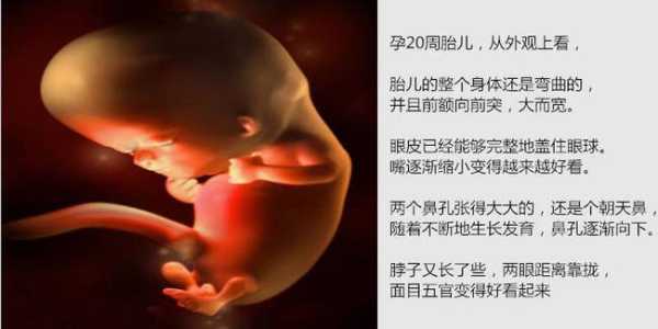孕20周胎儿图(怀孕20周宝宝有多大啊?不知道一般情况下怀孕后胎儿有多大) 第2张 孕20周胎儿图(怀孕20周宝宝有多大啊?不知道一般情况下怀孕后胎儿有多大) 第2张