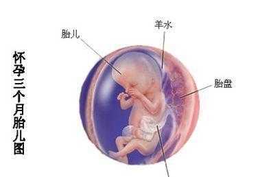 怀孕13周胎儿图(怀孕13周能感觉到胎儿动吗?还是在啥时候有感觉的呢) 第2张 怀孕13周胎儿图(怀孕13周能感觉到胎儿动吗?还是在啥时候有感觉的呢) 第2张