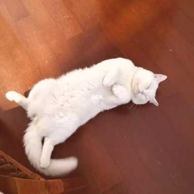 孕期睡姿图(猫咪怀孕为什么喜欢肚皮朝上躺着) 第1张 孕期睡姿图(猫咪怀孕为什么喜欢肚皮朝上躺着) 第1张