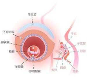 胎儿第四周(胎儿第四周发育什么) 第2张 胎儿第四周(胎儿第四周发育什么) 第2张