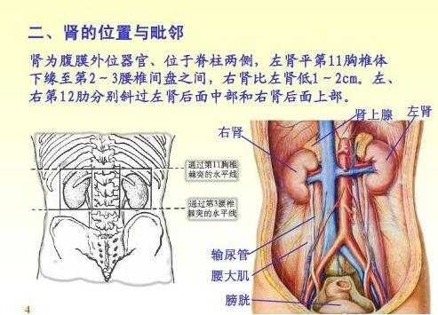 胎儿右肾较左肾体积明显缩小,对小孩有无影响,孕期右肾疼是怎么回事 第1张 胎儿右肾较左肾体积明显缩小,对小孩有无影响,孕期右肾疼是怎么回事 第1张