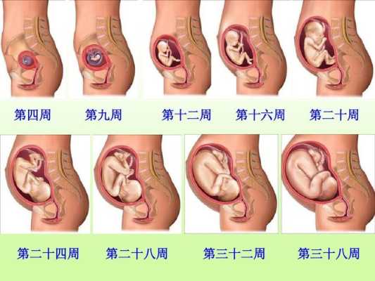 胎儿旋转示意图(胎儿旋转示意图视频) 第2张 胎儿旋转示意图(胎儿旋转示意图视频) 第2张