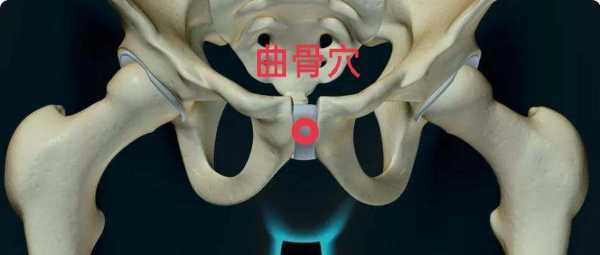 曲骨穴的作用,孕期耻骨的位置图片 第2张 曲骨穴的作用,孕期耻骨的位置图片 第2张