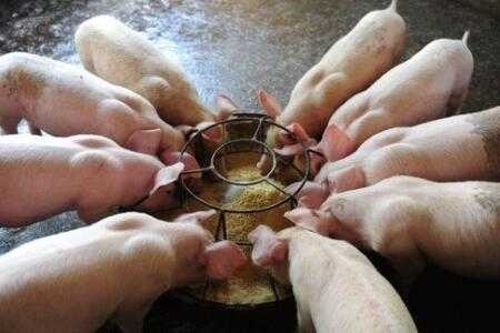 孕期上火便秘(母猪怀孕上火便秘能喂大祘) 第2张 孕期上火便秘(母猪怀孕上火便秘能喂大祘) 第2张