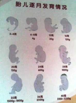 105天的宝宝视力能看多远,105天的胎儿有多大图解  第2张