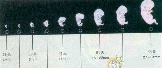 怀孕19周胎儿发育情况(19个月宝宝的生长发育指标及标准) 第1张 怀孕19周胎儿发育情况(19个月宝宝的生长发育指标及标准) 第1张