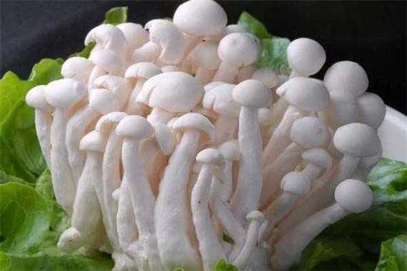 菌菇能吃吗,孕期吃菌菇好吗 第2张 菌菇能吃吗,孕期吃菌菇好吗 第2张