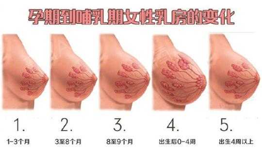 孕期胸不疼(孕期胸不疼了是怎么回事) 第1张 孕期胸不疼(孕期胸不疼了是怎么回事) 第1张
