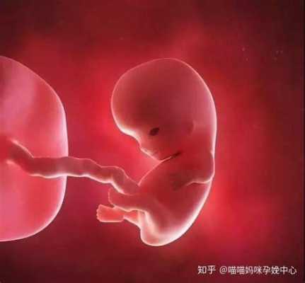 一个月胎儿图（一个月胎儿图）  第2张