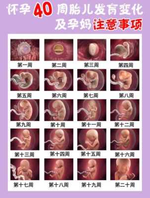 胎儿语言(胎儿语言发育从什么时候开始) 第1张 胎儿语言(胎儿语言发育从什么时候开始) 第1张