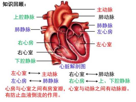 如何快速理解生物的心脏知识点,胎儿心脏解剖图 第1张 如何快速理解生物的心脏知识点,胎儿心脏解剖图 第1张