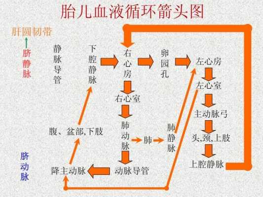 胎儿声刺激(胎儿声刺激操作流程) 第3张 胎儿声刺激(胎儿声刺激操作流程) 第3张