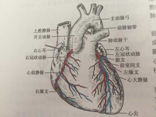 胎儿血管粗(主动脉示不规则增粗是怎么回事) 第2张 胎儿血管粗(主动脉示不规则增粗是怎么回事) 第2张