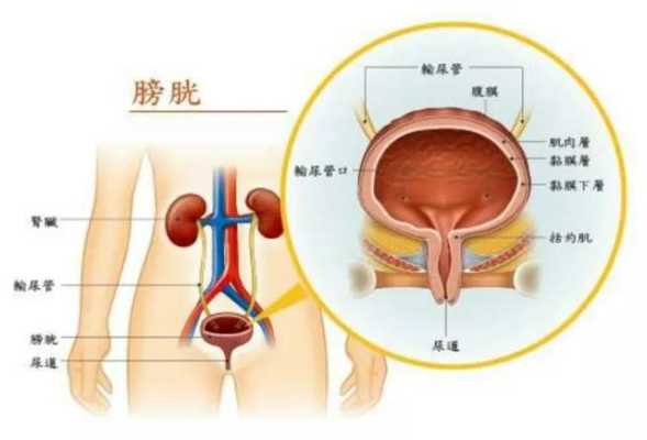 怀孕后膀胱的位置变高的是怎么回事呢,胎儿压迫膀胱什么感觉  第1张