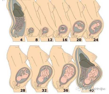 胎儿踢侧腰（胎儿踢侧腰好难受）  第1张