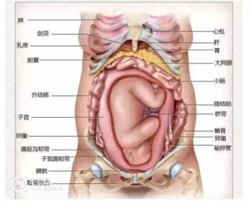 胎儿在肚子右边(胎儿在肚子右边) 第2张 胎儿在肚子右边(胎儿在肚子右边) 第2张