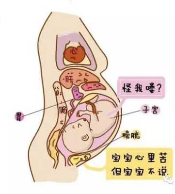胎儿女孩有膀胱吗(胎儿女孩有膀胱吗?) 第3张 胎儿女孩有膀胱吗(胎儿女孩有膀胱吗?) 第3张