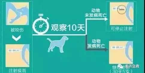 狂犬疫苗对胎儿的影响(狂犬疫苗对胎儿的影响大吗) 第2张 狂犬疫苗对胎儿的影响(狂犬疫苗对胎儿的影响大吗) 第2张