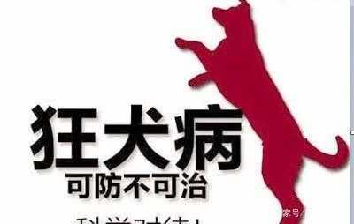 狂犬疫苗对胎儿的影响(狂犬疫苗对胎儿的影响大吗) 第3张 狂犬疫苗对胎儿的影响(狂犬疫苗对胎儿的影响大吗) 第3张