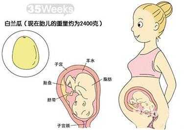 孕35周胎儿6斤正常吗(孕35周胎儿6斤正常吗,肚子多大) 第2张 孕35周胎儿6斤正常吗(孕35周胎儿6斤正常吗,肚子多大) 第2张