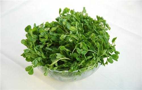 孕期豆苗(含铁蔬菜前十名) 第3张 孕期豆苗(含铁蔬菜前十名) 第3张