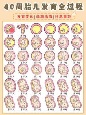 孕晚期才补充营养,宝宝还能会吸收到吗,胎儿吸收不好是什么原因 第2张 孕晚期才补充营养,宝宝还能会吸收到吗,胎儿吸收不好是什么原因 第2张