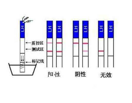 如何测孕期(如何测孕期时间) 第2张 如何测孕期(如何测孕期时间) 第2张