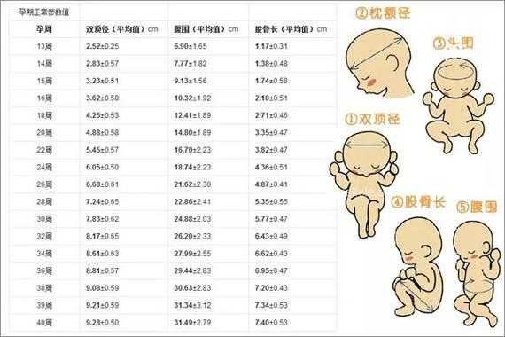 胎儿肱围(胎儿肱骨范围) 第2张 胎儿肱围(胎儿肱骨范围) 第2张