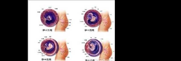 早孕胎儿发育(早孕胎儿发育好是啥表现) 第2张 早孕胎儿发育(早孕胎儿发育好是啥表现) 第2张