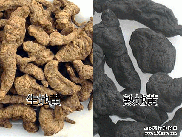 地黄对胎儿(地黄对胎儿有影响吗) 第1张 地黄对胎儿(地黄对胎儿有影响吗) 第1张