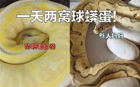 蛇怎么生出宝宝来的,蛇胎儿免费阅读全文 第3张 蛇怎么生出宝宝来的,蛇胎儿免费阅读全文 第3张