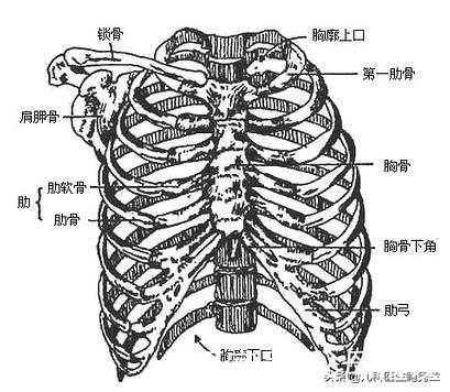 胎儿肋骨图(胎儿肋骨图片) 第3张 胎儿肋骨图(胎儿肋骨图片) 第3张