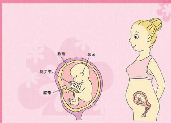 怀孕各周胎儿（17周胎儿在肚子的位置是哪里呢？上面还是下面呢）  第1张