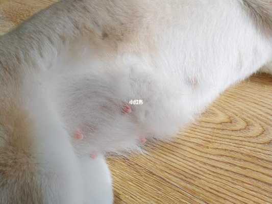 柴犬孕期（柴犬孕期多少天生产）  第2张