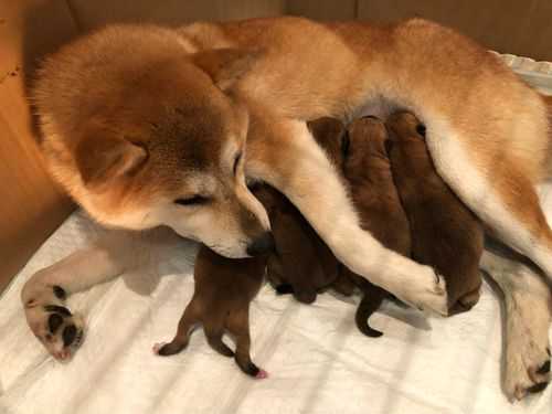 柴犬孕期（柴犬孕期多少天生产）  第3张