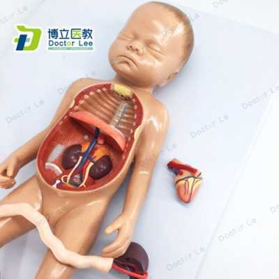 脐带连接胎儿什么器官(脐带连接胎儿什么器官最好) 第2张 脐带连接胎儿什么器官(脐带连接胎儿什么器官最好) 第2张
