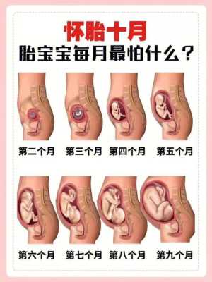 孕十月胎儿图(孕十月胎儿图片大全) 第1张 孕十月胎儿图(孕十月胎儿图片大全) 第1张
