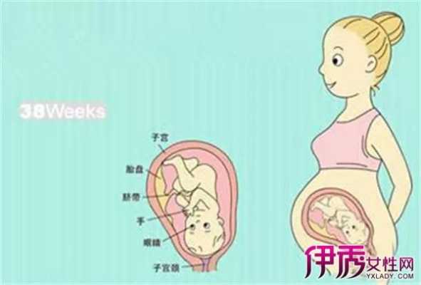 胎儿衔接是什么意思(谁知道肚脐到底是连着哪里的) 第3张 胎儿衔接是什么意思(谁知道肚脐到底是连着哪里的) 第3张