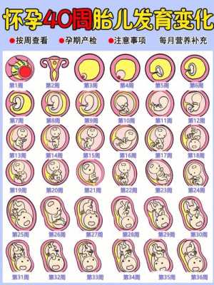 四十天小孩会不会认妈,怀孕40天胎儿有心跳吗正常吗 第2张 四十天小孩会不会认妈,怀孕40天胎儿有心跳吗正常吗 第2张