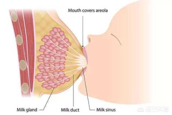 孕期乳房不大（孕期乳房不大是不是就没奶了）  第3张