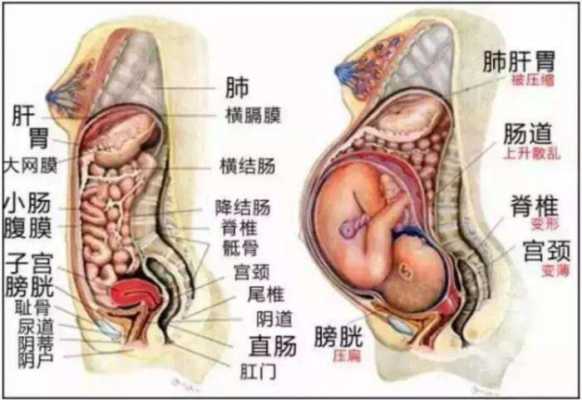 孕期胃部大(孕妇胃部大怎么回事) 第1张 孕期胃部大(孕妇胃部大怎么回事) 第1张