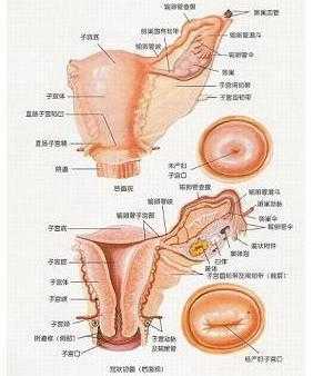 什么原因导致宫内感染?宫内感染有什么方法可以好,宫腔感染对胎儿的影响有哪些 第2张 什么原因导致宫内感染?宫内感染有什么方法可以好,宫腔感染对胎儿的影响有哪些 第2张