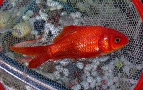 如果金鱼什么都不吃,只喝水而且只有一条会死吗,孕期只喝水不吃饭 第1张 如果金鱼什么都不吃,只喝水而且只有一条会死吗,孕期只喝水不吃饭 第1张