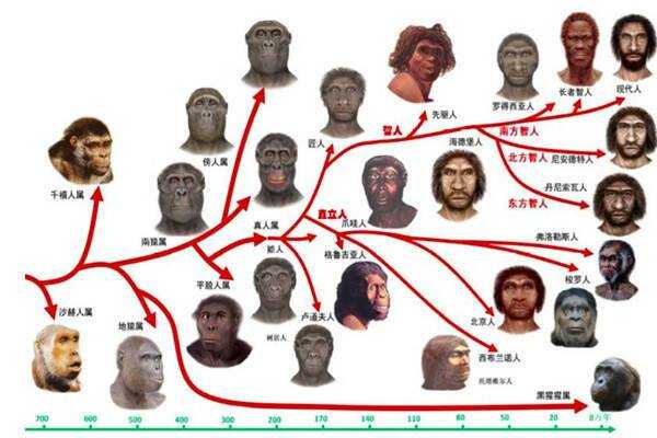 人类胎儿(人类生育的进化过程) 第2张 人类胎儿(人类生育的进化过程) 第2张