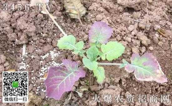 孕期缺磷（孕期缺磷）  第2张