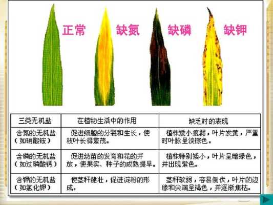 孕期缺磷（孕期缺磷）  第3张