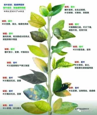孕期缺磷（孕期缺磷）  第1张