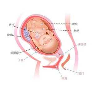 胎儿39周发育标准,胎儿阴囊是什么  第2张