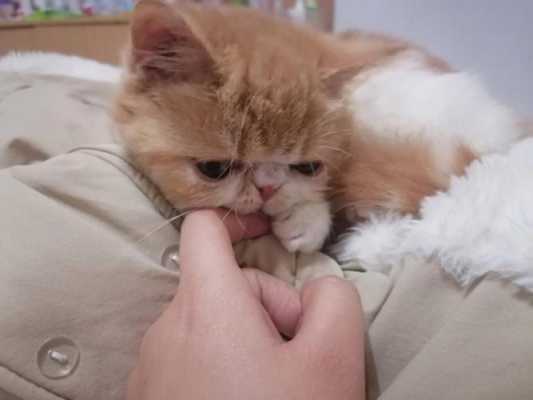猫猫吃了猫粮,感觉吸收不了营养怎么办,孕期营养不足对胎儿的影响 第3张 猫猫吃了猫粮,感觉吸收不了营养怎么办,孕期营养不足对胎儿的影响 第3张